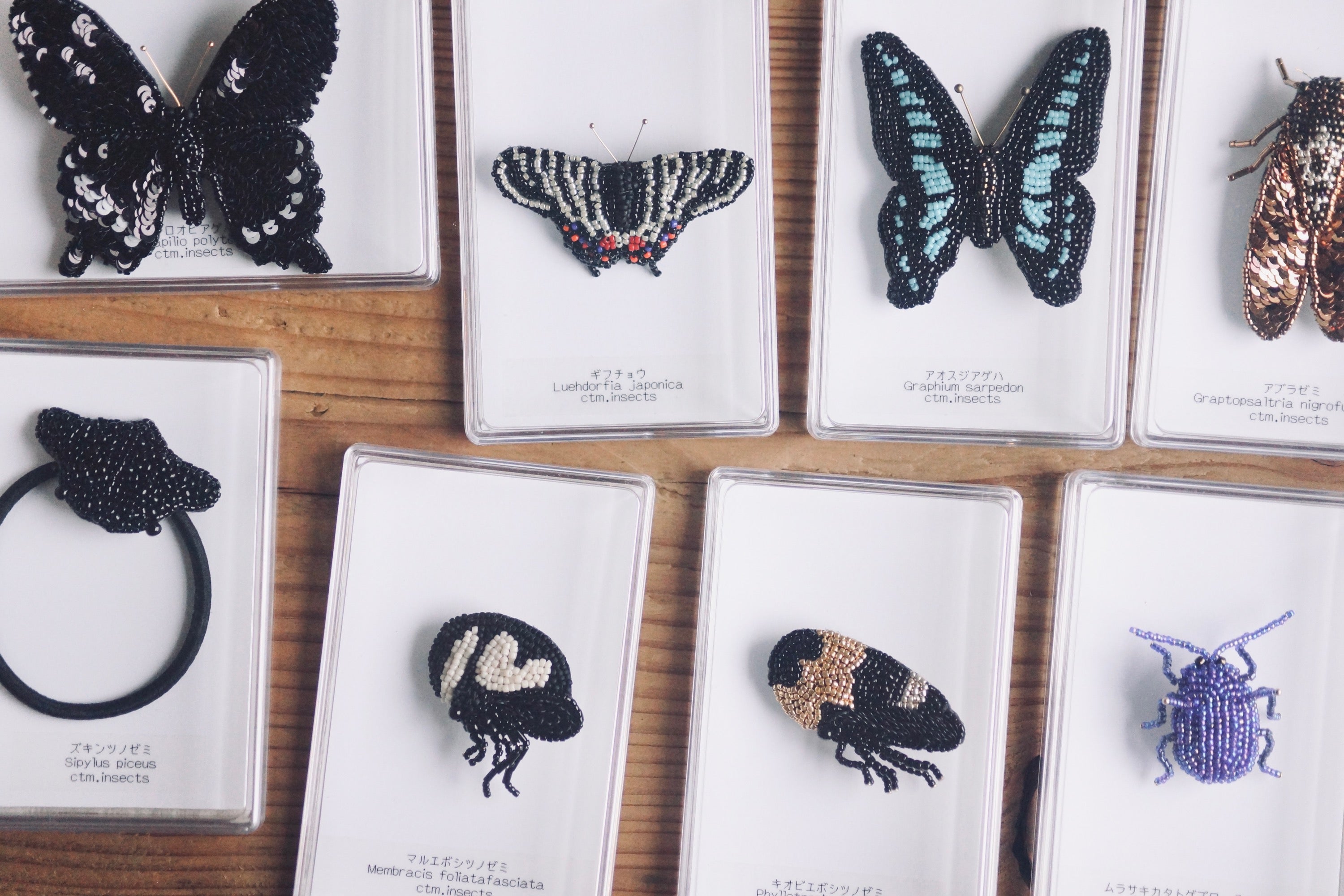 灯螂舎の蟲作品通販 | insect art gallery TŌRŌSHA