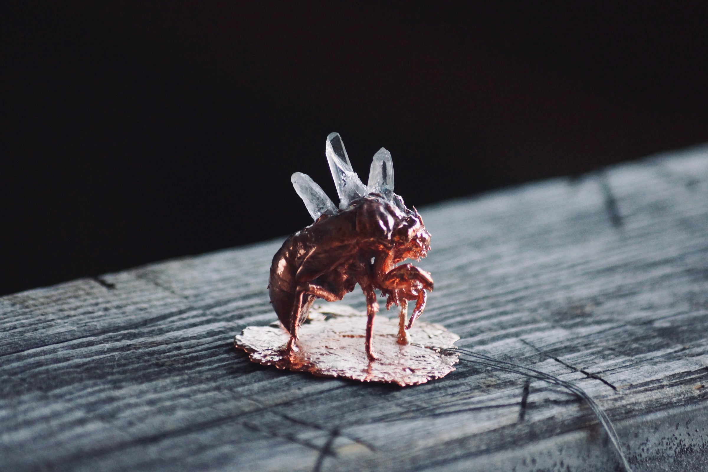 灯螂舎の蟲作品通販 | insect art gallery TŌRŌSHA