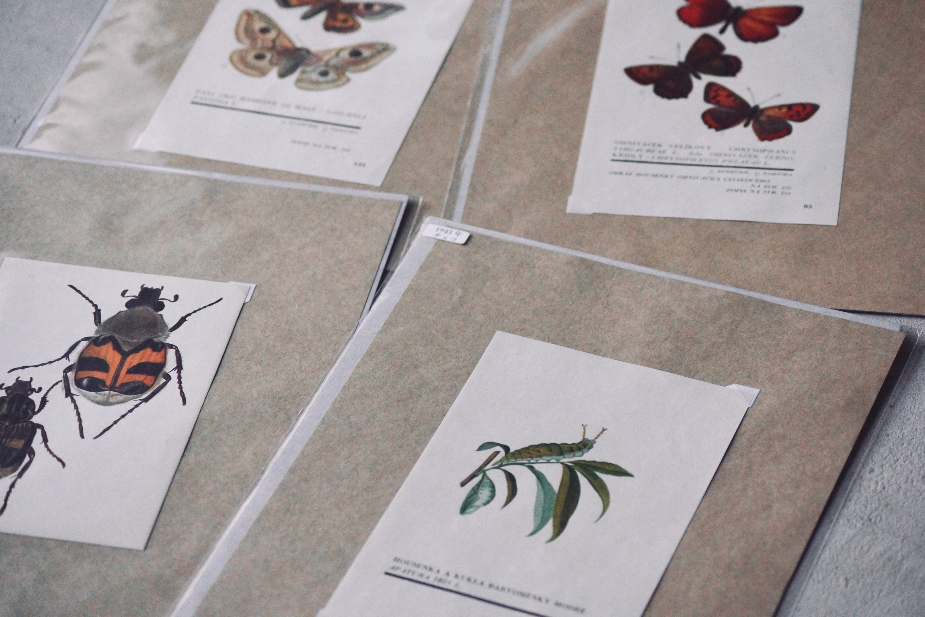 灯螂舎の蟲作品通販 | insect art gallery TŌRŌSHA