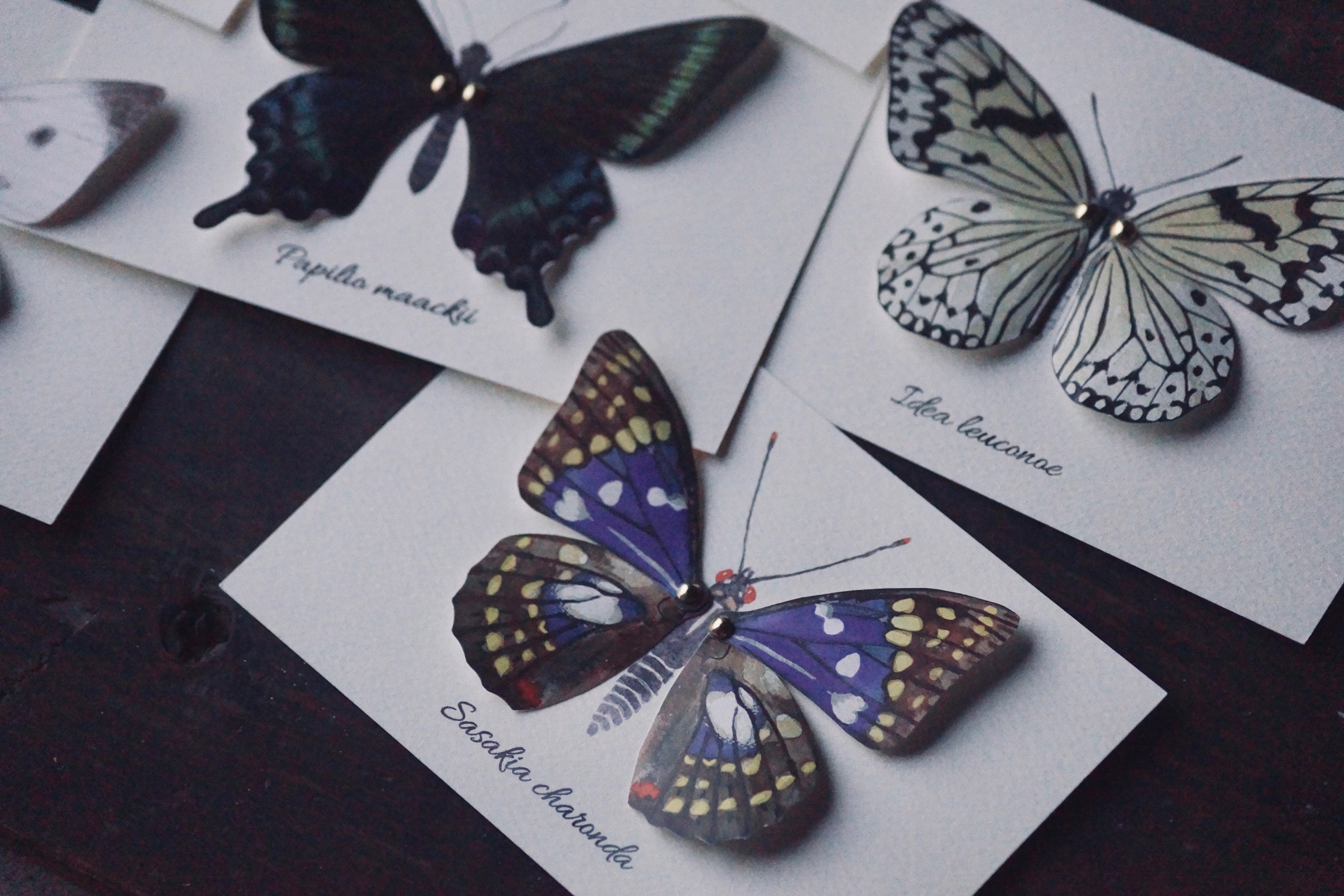 灯螂舎の蟲作品通販 | insect art gallery TŌRŌSHA