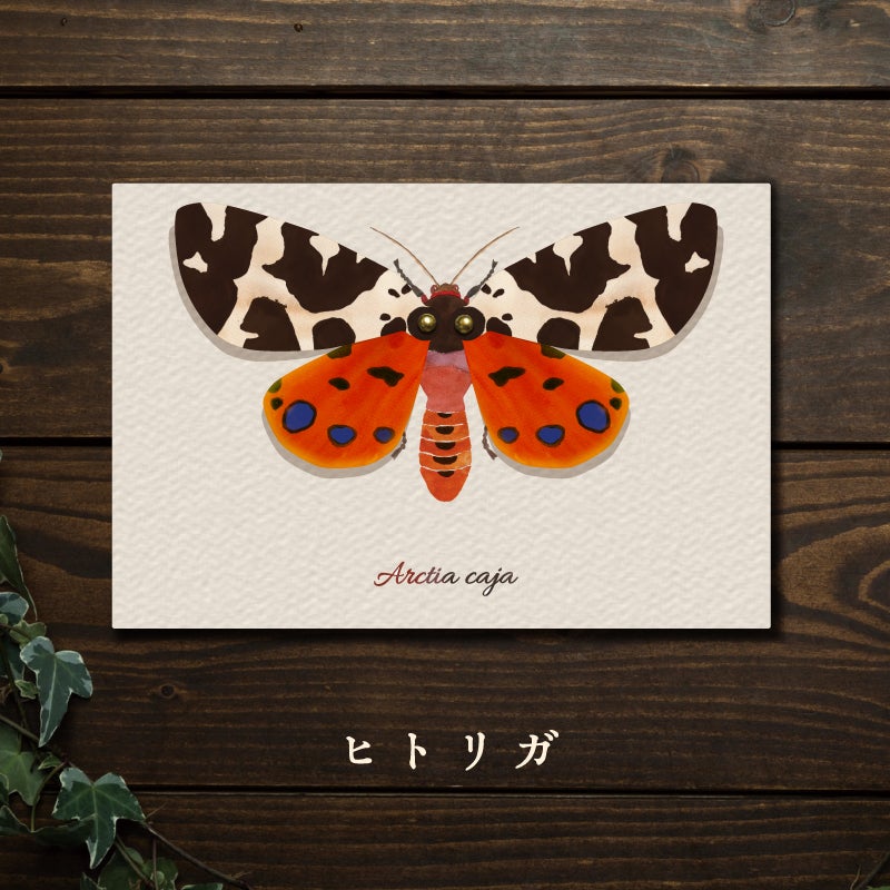虫の翅立体カード[蝶・蛾/全29種](ポストカードサイズ)【みなみあすか