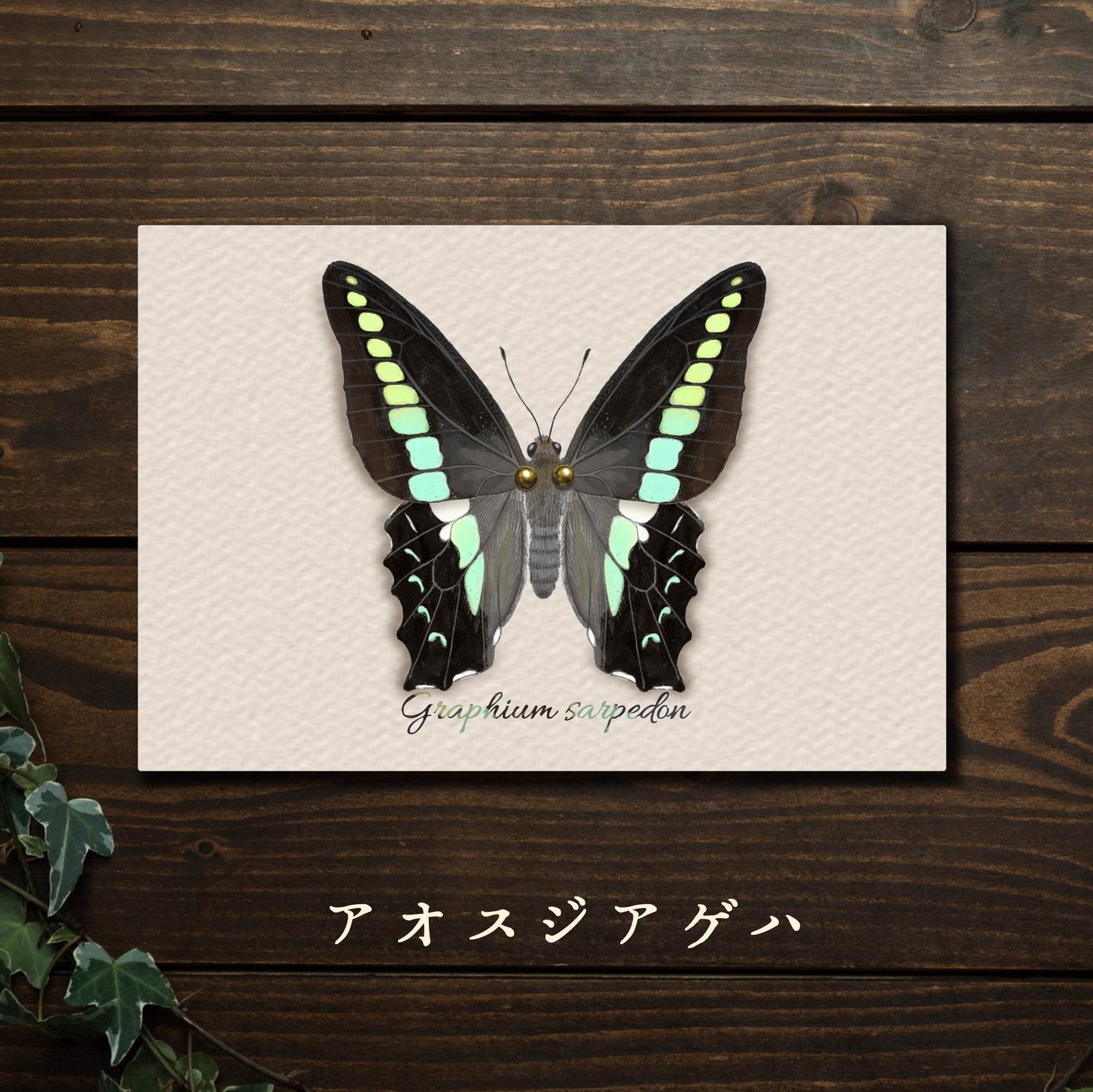 虫の翅立体カード[蝶・蛾/全29種](ポストカードサイズ)【みなみあすか